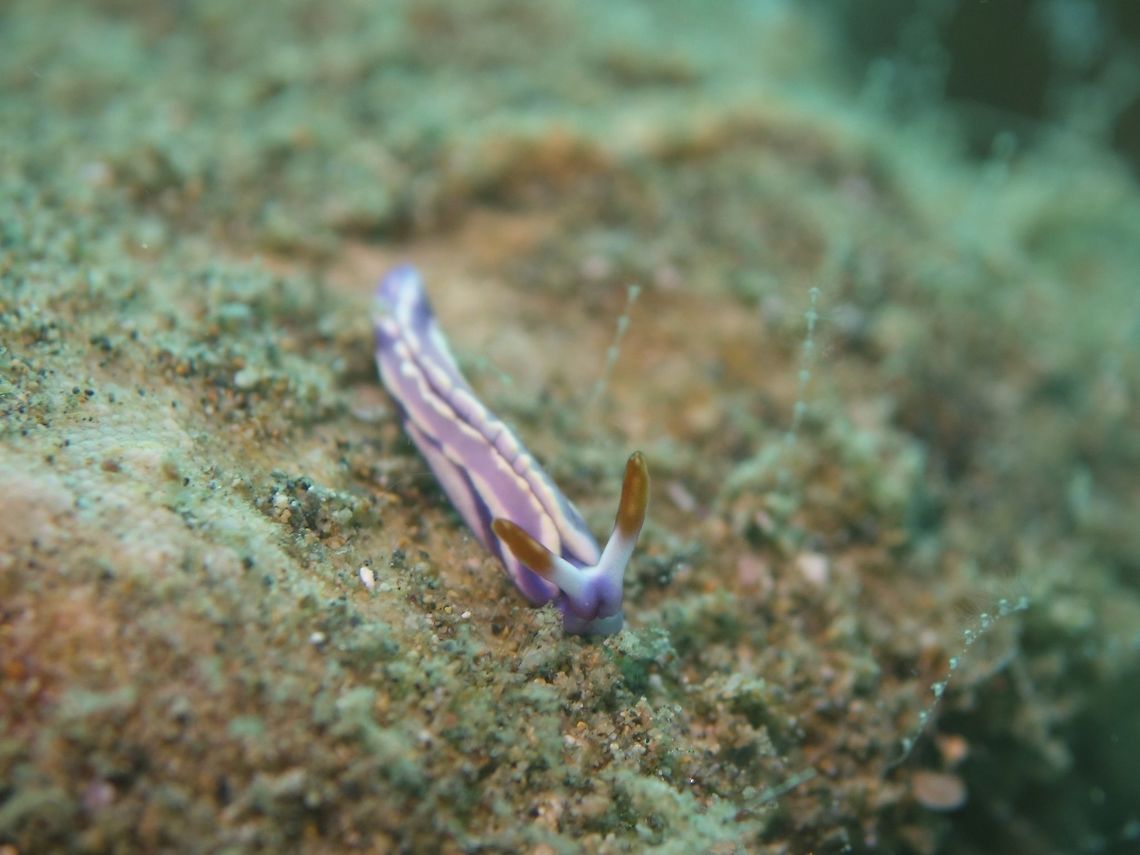 Sap Sucking Slug - Thuridilla albopustulosa  Anilao,Batangas,Geotagged,Philippines,Sap Sucking Slug,Slug,Spring,Thuridilla albopustulosa