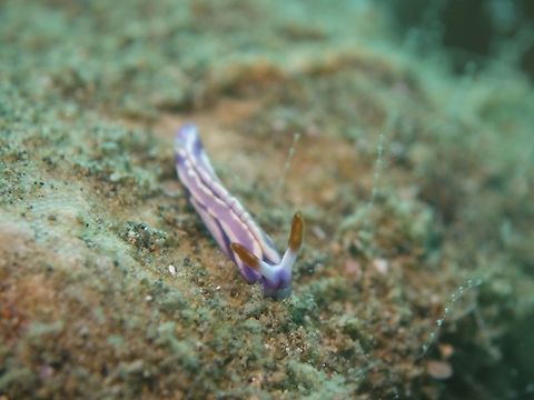 Sap Sucking Slug - Thuridilla albopustulosa  Anilao,Batangas,Geotagged,Philippines,Sap Sucking Slug,Slug,Spring,Thuridilla albopustulosa