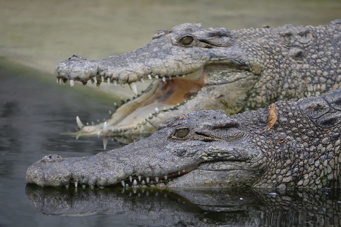 Philippine Crocodile - Crocodylus mindorensis This Philippine Crocodile - Crocodylus mindorensis were seen at a Crocodile Farm, owned by a friend in Mindanao, Philippines.  They are doing some rehabilitation program and have release some juvenile crocodiles back to the wild under the observation of local authorities.<br />
<br />
They are considered critically endangered now due to habitat loss and unsustainable fishing methods. Crocodile,Crocodylus mindorensis,Geotagged,Mindanao,Philippine Crocodile,Philippines,Winter