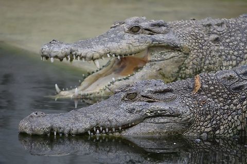 Philippine Crocodile - Crocodylus mindorensis This Philippine Crocodile - Crocodylus mindorensis were seen at a Crocodile Farm, owned by a friend in Mindanao, Philippines.  They are doing some rehabilitation program and have release some juvenile crocodiles back to the wild under the observation of local authorities.

They are considered critically endangered now due to habitat loss and unsustainable fishing methods. Crocodile,Crocodylus mindorensis,Geotagged,Mindanao,Philippine Crocodile,Philippines,Winter