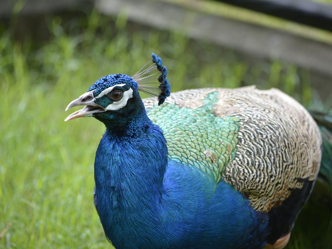 Peacock - Pavo cristatus Saw this Peacock in Mindanao, at a friend&#039;s Crocodile &amp; Ostrich Farm, where he also kept and reared some Peacocks and Peahens. Geotagged,Indian peafowl,Mindanao,Pavo cristatus,Peacock,Philippines,Winter