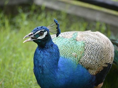 Peacock - Pavo cristatus Saw this Peacock in Mindanao, at a friend's Crocodile & Ostrich Farm, where he also kept and reared some Peacocks and Peahens. Geotagged,Indian peafowl,Mindanao,Pavo cristatus,Peacock,Philippines,Winter
