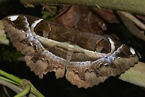 Erebid Moth - Erebus ephesperis  Erebid Moth,Erebus ephesperis,Geotagged,Moth,Singapore,Spring