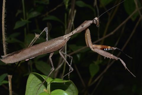 Dead Leaf Mantis - Deroplatys desiccata  Dead Leaf Mantis,Deroplatys desiccata,Geotagged,Malaysian dead leaf mantis,Mantis,Singapore,Spring,praying mantis