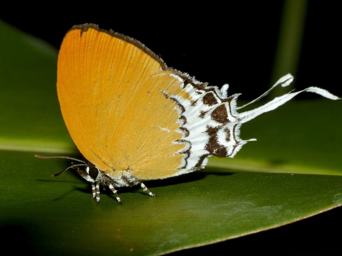 Banded Imperial Butterfly - Eooxylides tharis Banded Imperial - Eooxylides tharis is certainly one of the most beautiful species from the genera with long tails. It is recognised by it's particularly brilliant orange underside colouration, very distinctive markings, and extraordinarily long and twisted tails. The upperside wings are blackish brown, with broken white markings in the distal area of the hindwings.<br />
<br />
This butterfly tends to skip purposefully from perch to perch, searching for food sources which include bird droppings and aphid secretions. Once settled they are usually reluctant to move, and oblivious to human disturbance, particularly if they are feeding. Banded Imperial Butterfly,Butterfly,Eooxylides tharis,Geotagged,Singapore,Spring