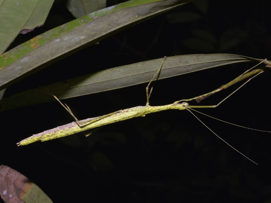 Spotted Flying Stick Insect, Phasmid This is a female Spotted Flying Stick Insect - Necroscia punctata. Saw her on a Cinnamon tree, which is their food plant.<br />
<br />
This species is quite wide spread, can be found in both Peninsular Malaysia and Borneo Malaysia, Thailand and in this case, Singapore. Geotagged,Necroscia punctata,Phasmid,Singapore,Spotted Flying Stick,Spring,Stick Insect