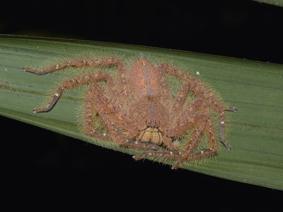 David Bowie's Huntsman Spider - Heteropoda davidbowie  David Bowie's Huntsman Spider,Geotagged,Heteropoda davidbowie,Huntsman Spider,Singapore,Spider,Spring