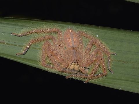 David Bowie's Huntsman Spider - Heteropoda davidbowie  David Bowie's Huntsman Spider,Geotagged,Heteropoda davidbowie,Huntsman Spider,Singapore,Spider,Spring