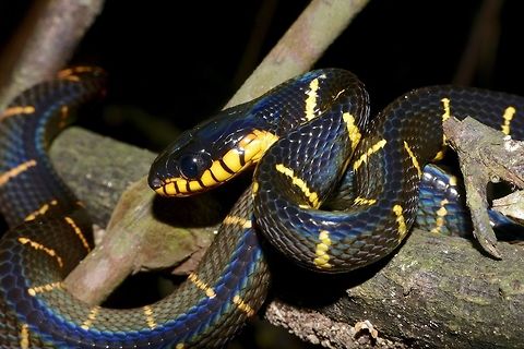 Gold-Ringed Cat Snake/Mangrove Snake Saw this Gold-Ringed Cat Snake/Mangrove Snake - Boiga dendrophila during a night walk in Singapore and it was found quite low near the ground, this was able to take pictures of it, however, there was a Hepertologist in the group and he spend most of his time with it, as this was the only Snake we saw the whole night. Boiga dendrophila,Geotagged,Mangrove Snake,Singapore,Snake,Spring,gold-ringed cat snake
