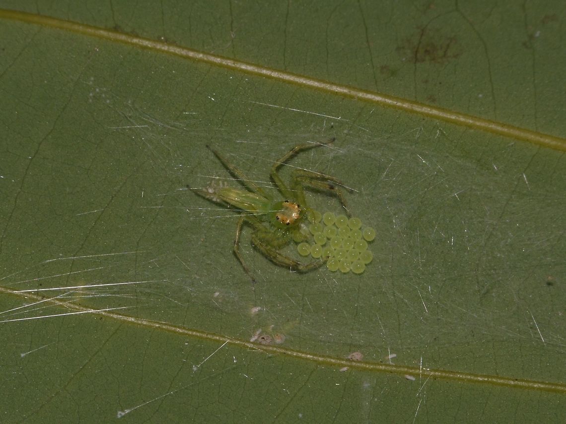 Guarding her Eggs This Yellow-lined Epeus Spider - Epeus flavobilineatus was seen guarding a batch of eggs during a night walk. Epeus flavobilineatus,Geotagged,Singapore,Spider,Spring,Yellow-lined Epeus Spider