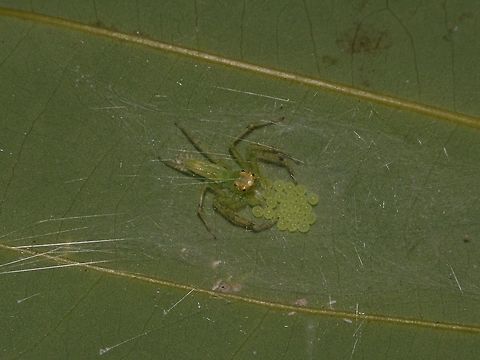 Guarding her Eggs This Yellow-lined Epeus Spider - Epeus flavobilineatus was seen guarding a batch of eggs during a night walk. Epeus flavobilineatus,Geotagged,Singapore,Spider,Spring,Yellow-lined Epeus Spider