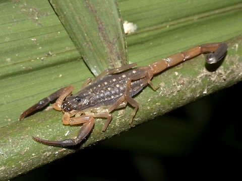 Long-tailed Scorpion - Lychas scutilus  Black Emperor Scorpion,Geotagged,Lychas scutilus,Scorpion,Singapore,Spring