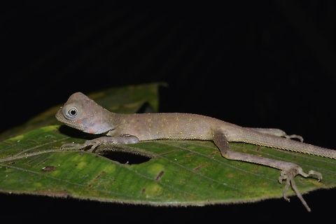 Earless Agamid - Aphaniotis fusca  Aphaniotis fusca,Dusky Earless Agama,Geotagged,Lizard,Singapore,Spring