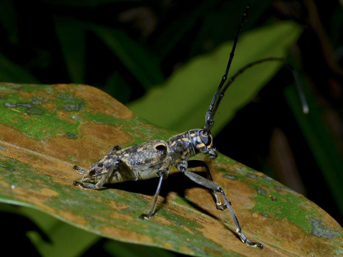 Longhorn Beetle - Epepeotes luscus  Epepeotes luscus,Geotagged,Longhorn Beetle,Singapore,Spring,beetle
