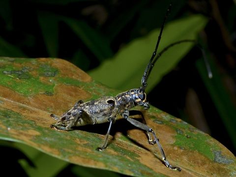 Longhorn Beetle - Epepeotes luscus  Epepeotes luscus,Geotagged,Longhorn Beetle,Singapore,Spring,beetle