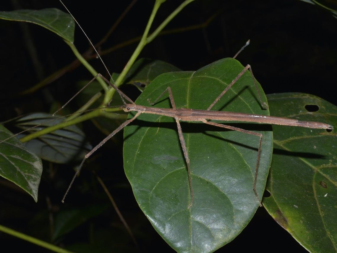 Stick Insect, Phasmid - Asceles malaccae This is a male Phasmid of the species - Asceles malaccae, the name derived  from the location, Melaka (old name is Malacca) where it was first found, in Malaysia. Asceles malaccae,Geotagged,Phasmid,Singapore,Spring,Stick Insect