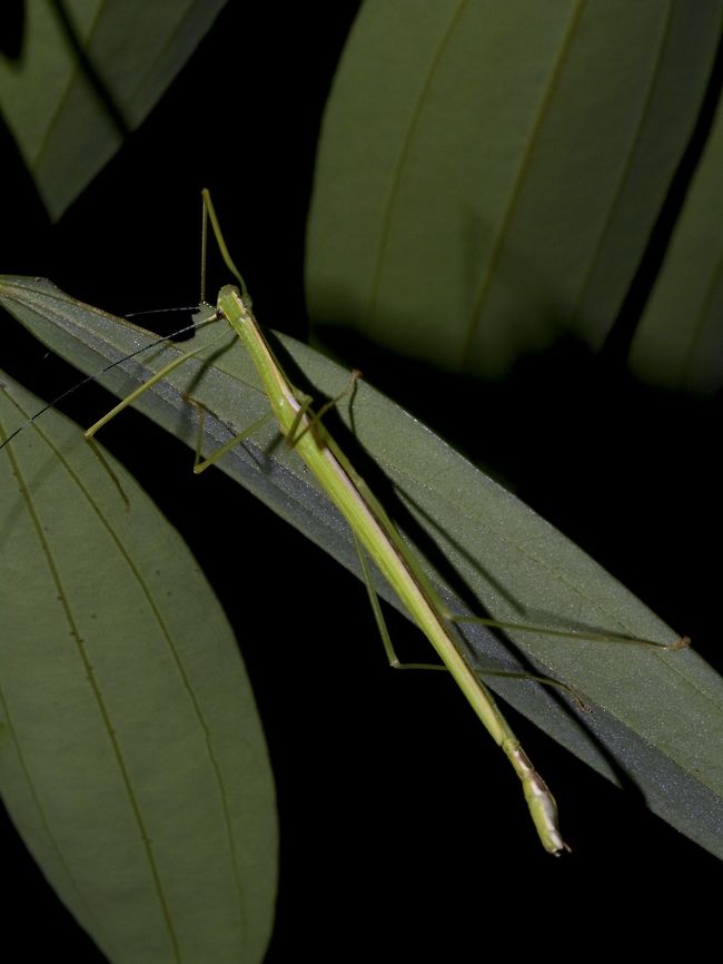 Rose-winged Stick Insect, Phasmid This is a male Phasmid of the species Rose-winged Stick Insect, Phasmid.<br />
There are 2 colour predominant forms; green and brown.  The species can be distinguished from other Necroscia sp by the white stripe down the side of the prothorax and the mesothorax.  There are seven conspicuous white rings on the antennae.  The membranous hind wings are red, but occasionally specimens may be white. Geotagged,Necroscia prasina,Phasmid,Rose-winged Stick Insect,Singapore,Spring,Stick Insect