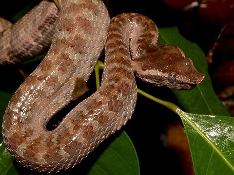 Bornean Leaf-nose Pit Viper - Trimeresurus borneensis Came across this Bornean Leaf-nose Pit Viper - Trimeresurus borneensis during a night walk, I knew it was a Viper, hence was bit cautious taking pics of it close-up, and noticed the interesing 'appendage' on its head, which gave it its name, Leaf-nose Pit Viper. Bornean Leaf-nose Pit Viper,Fall,Geotagged,Kubah,Leaf-nose Pit Viper,Malaysia,Pit Viper,Sarawak,Snake,Trimeresurus borneensis,Viper