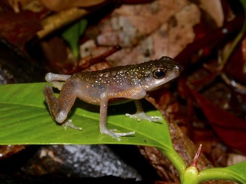 Long-fingered Slender Toad - Ansonia longidigita  Ansonia longidigita,Fall,Geotagged,Kubah,Long-fingered Slender Toad,Malaysia,Sarawak,Toad