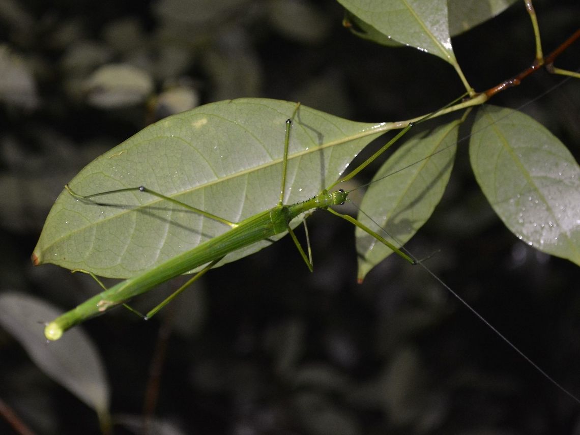 Stick Insect, Phasmid - Gargantuoidea phaetusa This is a female Phasmid of the species Gargantuoidea phaetusa.<br />
Large size, the distinctive feature is their spiny thorax, which is not common among the same family of Phasmids. Fall,Gargantuoidea phaetusa,Geotagged,Kubah,Malaysia,Phasmid,Sarawak,Stick Insect