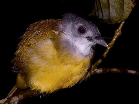 Grey-Headed Canary Flycatcher - Culicicapa ceylonensis  Bird,Culicicapa ceylonensis,Fall,Flycatcher,Geotagged,Grey-headed canary-flycatcher,Kubah,Malaysia,Sarawak