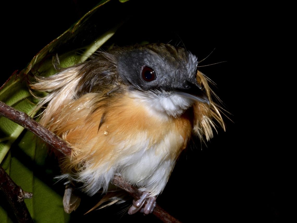 Ruffled Feathers Saw this Temminck's Jungle Babbler - Pellorneum pyrrogenys during a night walk and it was raining a bit and this poor bird was getting wet. Babbler,Bird,Fall,Geotagged,Kubah,Malaysia,Pellorneum pyrrogenys,Sarawak,Temminck's babbler