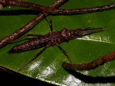 Stick Insect, Phasmid - Hoploclonia gecko  Fall,Gecko Stick Insect,Geotagged,Hoploclonia gecko,Kubah,Malaysia,Phasmid,Sarawak,Stick Insect