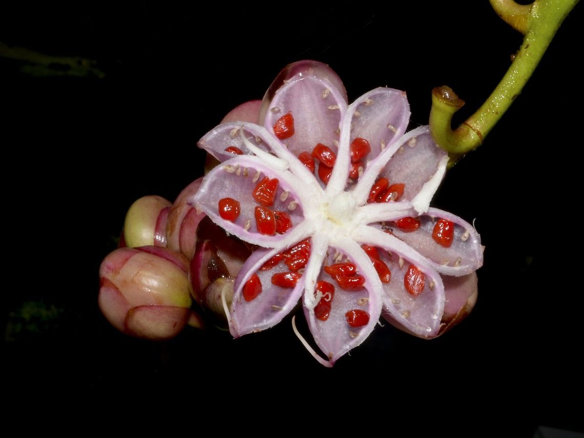 Simpoh Ayer - Dillenia suffruticosa This is a fruit of the Simpoh Ayer - Dillenia suffruticosa, it has &#039;popped&#039; open showing the small red seeds. Dillenia suffruticosa,Fall,Geotagged,Kubah,Malaysia,Sarawak,Simpoh Ayer