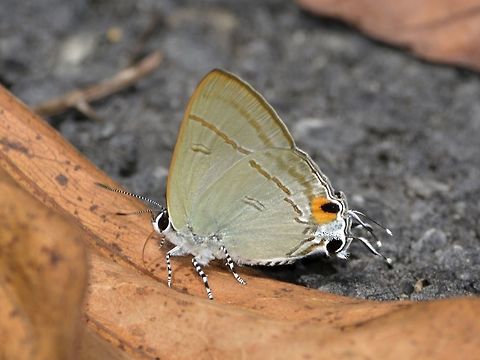 Common Tit - Hypolycaena erylus  Butterfly,Common Tit,Fall,Geotagged,Hypolycaena erylus,Kubah,Malaysia,Sarawak