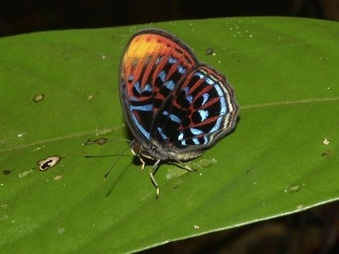Malay Red Harlequin Butterfly - Paralaxita damajanti  Butterfly,Fall,Geotagged,Kubah,Malay Red Harlequin,Malaysia,Paralaxita damajanti,Red Harlequin,Sarawak