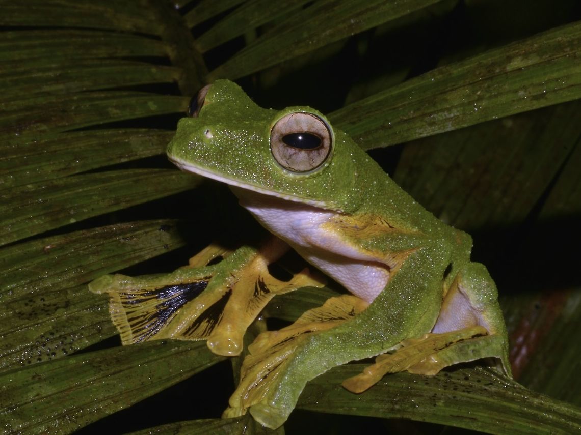 Wallace's Flying Frog - Rhacophorus nigropalmatus This was one of the hi-light during this trip to see this special Wallace 's Flying Frog - Rhacophorus nigropalmatus.  Didn't get to see it flying though, which is rare.  Can only see it flying if they are already at the top or higher up in the trees but this one was spotted at the Frog's Pond at Kubah National Park and it was around 1 meter height.  It is resting on a type palm, which also gave its scientific name, nigropalmatus. Fall,Flying Frog,Frog,Geotagged,Kubah,Malaysia,Rhacophorus nigropalmatus,Sarawak,Wallace's Flying Frog