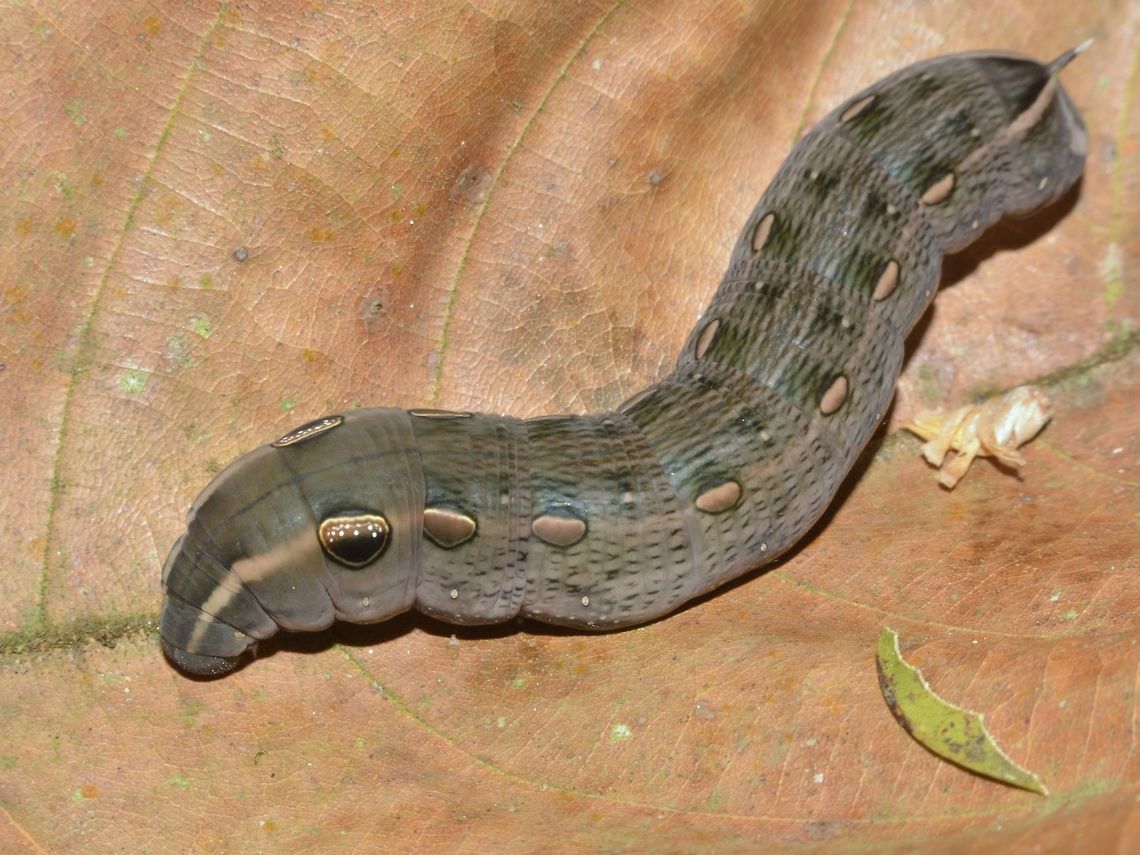Caterpillar of Swinhoe's Striated Hawkmoth  Hippotion rosetta  Caterpillar,Fall,Geotagged,Hawkmoth,Hippotion rosetta,Kubah,Malaysia,Sarawak,Swinhoe's Striated Hawkmoth