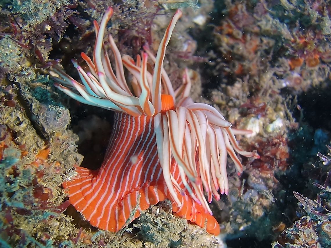 Spinnaker Anemone - Korsaranthus natalensis Korsaranthus natalensis is a sole member of the genus Korsaranthus. This is a very interesting mobile sea anemone attacking and feeding octocorals. It has a distinctive and apparently constant color - red or orange with white stripes and could be easily distinguished in the field. So far it is known only from South Africa. Anemone,Geotagged,Korsaranthus natalensis,Sea Anemone,South Africa,Summer,Umkomaas,spinnaker anemone