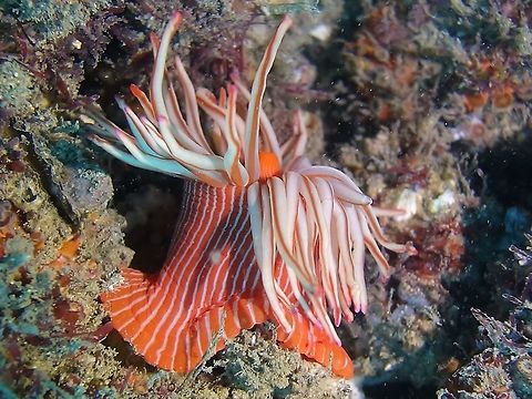 Spinnaker Anemone - Korsaranthus natalensis Korsaranthus natalensis is a sole member of the genus Korsaranthus. This is a very interesting mobile sea anemone attacking and feeding octocorals. It has a distinctive and apparently constant color - red or orange with white stripes and could be easily distinguished in the field. So far it is known only from South Africa. Anemone,Geotagged,Korsaranthus natalensis,Sea Anemone,South Africa,Summer,Umkomaas,spinnaker anemone