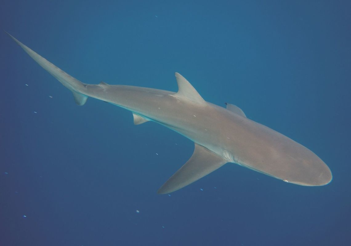 Dusky Shark - Carcharhinus obscurus One of the largest members of its genus, the Dusky Shark -Carcharhinus obscurus reaches 4.2 m (14 ft) in length and 347 kg (765 lb) in weight. It has a slender, streamlined body and can be identified by its short round snout, long sickle-shaped pectoral fins, ridge between the first and second dorsal fins, and faintly marked fins. Carcharhinus obscurus,Dusky shark,Eastern Cape,Geotagged,Sardine Run,Shark,South Africa,Umkomaas,Winter