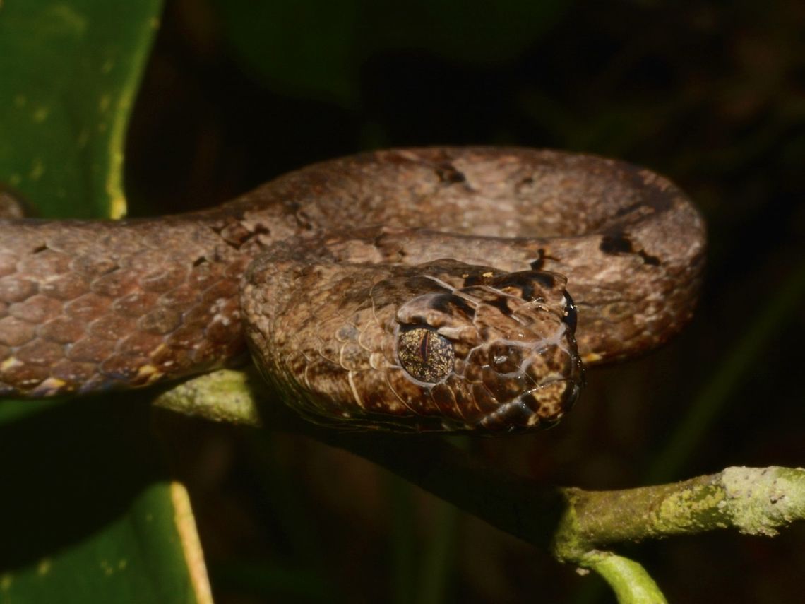 Common Mock Viper - Psammodynastes pulverulentus This Common Mock Viper - Psammodynastes pulverulentus has a very wide distribution, have seen them in Hong Kong, Malaysia and here, Philippines.<br />
<br />
This this particular night walk, was able to see 3 of them. Common mock viper,Geotagged,Mock Viper,Pagudpud,Philippines,Psammodynastes pulverulentus,Snake,Viper,Winter