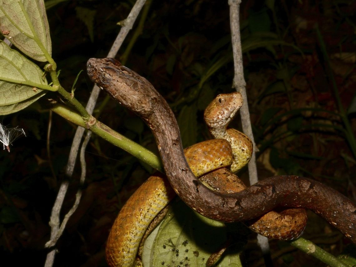 Two Common First time to see 2 Snakes together, and its the Common Mock Viper - Psammodynastes pulverulentus Common mock viper,Geotagged,Mock Viper,Pagudpud,Philippines,Psammodynastes pulverulentus,Snake,Viper,Winter