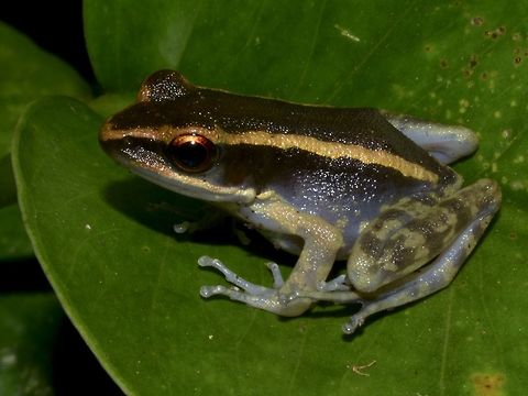 Laguna del Bay Frog - Hylarana similis The Laguna del Bay Frog - Hylarana similis is endemic to Philippines, with 2 goldish bands running from the snout on the side to the back. Frog,Geotagged,Hylarana similis,Laguna del Bay Frog,Pagudpud,Philippines,Winter