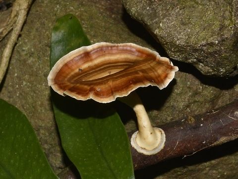 Mushroom - Microporus xanthopus  Fungi,Geotagged,Microporus xanthopus,Mushroom,Pagudpud,Philippines,Spring