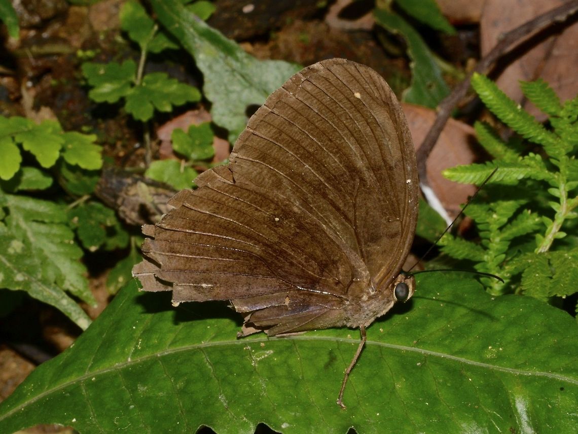 Common Faun Butterfly - Faunis phaon phaon This is a sub-species of Common Faun Butterfly - Faunis phaon phaon, recorded from North Luzon, Philippines. Butterfly,Common Faun Butterfly,Faunis phaon,Geotagged,Pagudpud,Philippines,Spring