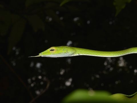 Oriental Vine Snake - Ahaetulla prasina  Ahaetulla prasina,Asian vine snake,Geotagged,Oriental vine snake,Oriental whipsnake,Pagudpud,Philippines,Snake,Spring,Vine Snake