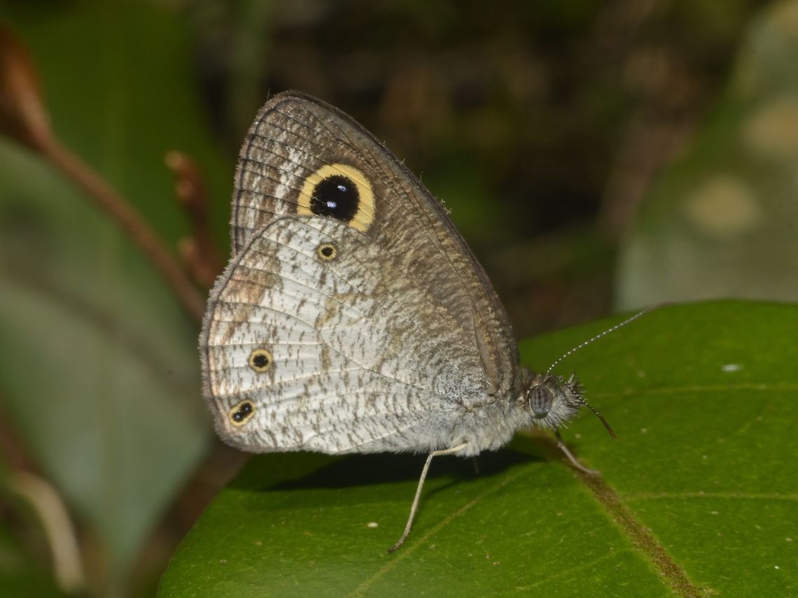 Small Three-ringed Butterfly - Ypthima norma  Butterfly,Geotagged,Pagudpud,Philippines,Small Three-ringed Butterfly,Spring,Ypthima norma