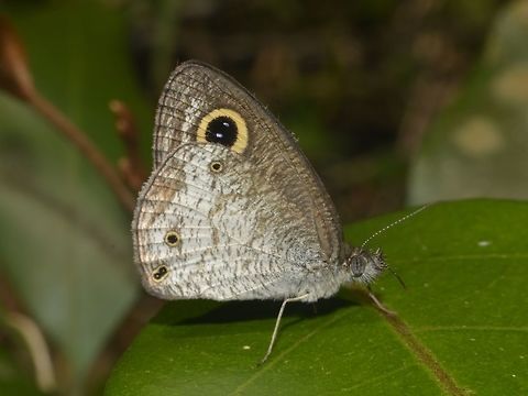 Small Three-ringed Butterfly