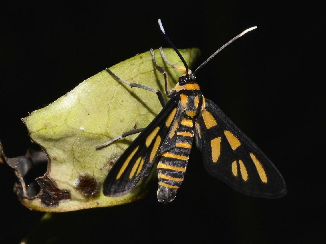 White Antenna Wasp Moth- Amata sp  Geotagged,Moth,Pagudpud,Philippines,Spring,White Antenna Wasp Moth