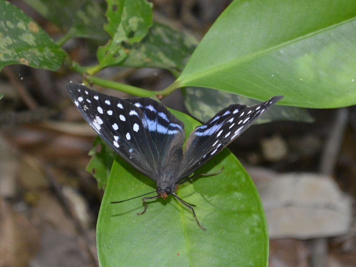 Arch Duke Butterfly - Lexias satrapes satrapes This is a sub-species of Arch Duke Butterfly - Lexias satrapes satrapes. Arch Duke Butterfly,Butterfly,Geotagged,Lexias satrapes satrapes,Pagudpud,Philippines,Spring