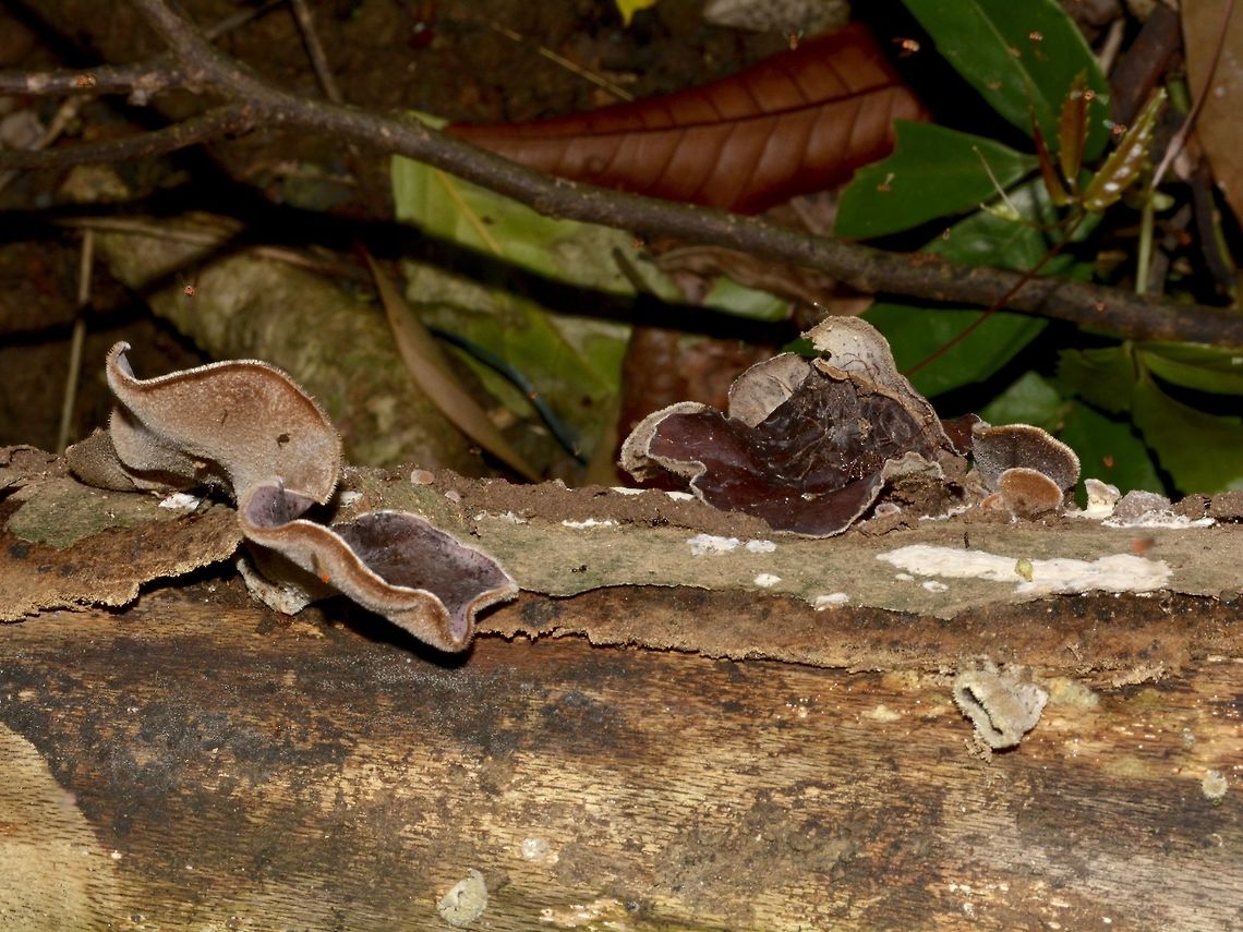 Cloud Ear Fungus - Auricularia polytricha  Auricularia polytricha,Cloud ear fungus,Fungi,Geotagged,Pagudpud,Philippines,Spring