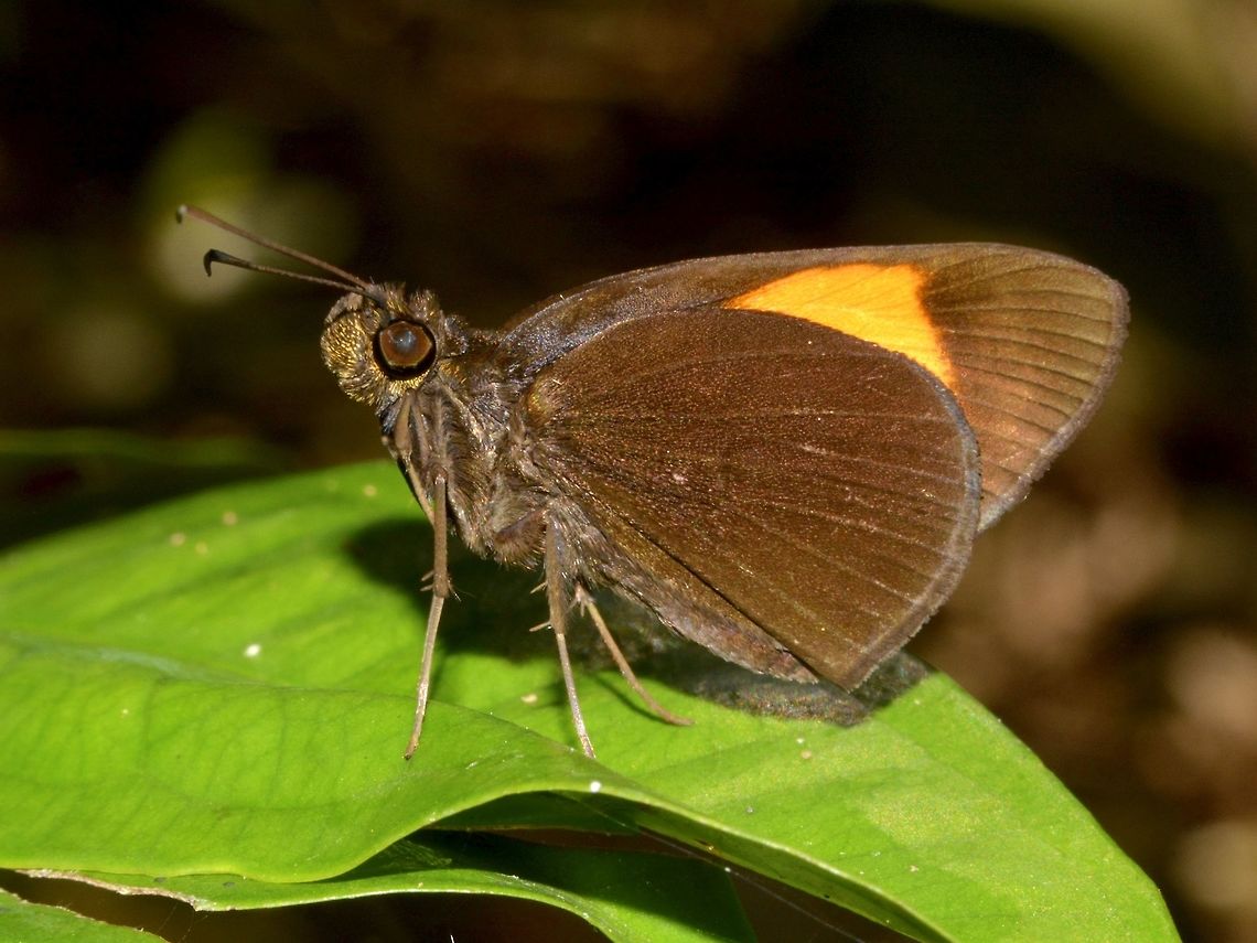 Narrow Banded Velvet Bob Butterfly - Koruthaialos rubecula luzonensis This is a sub-species of Narrow Banded Velvet Bob Butterfly - Koruthaialos rubecula luzonensis, recorded from the island of Luzon, Philippines. Butterfly,Geotagged,Koruthaialos rubecula,Koruthaialos rubecula luzonensis,Narrow Banded Velvet Bob,Narrow-Banded Velvet Bob Skipper Butterfly,Pagudpud,Philippines,Spring