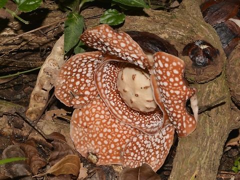 Rafflesia Flower - Rafflesia lagascae This was a major find for me, first time to see a Rafflesia Flower in Philippines and in a location that has no records of Rafflesia sighting before.  The guide that went with us was not familiar with them nor does he has any interest in them and the significance (guide was just to accompany hikers to prevent getting lost).

After we posted pictures of this, we were contacted by local Rafflesia experts who wanted to know the exact location so that they can go and look for it to verify its species.  They went to the place but couldn't find it and continue going there and checking out the vicinity area and eventually found it again, I think about 1.5 years later.

Rafflesia lagascae is the most widespread Rafflesia to be found in Philippines, they were originally thought to be the same as Rafflesia manillana, however, the type specimen of R.manillana was from Samar Island, further south of Luzon :

http://parasiticplants.siu.edu/Rafflesiaceae/Raff.lagascae.page.html

Philippines now boast the record of the most number of species of Rafflesia in the world.

Rafflesia are parasitic flower, without leafs, stem or true roots.  The only part of them that is visible is the 5-petaled flower.  Most Rafflesia has pungent smell of rotting flesh to attracts insects but strangely, this one doesn't smell too bad.  It is also a very small sized, just around 20 cm in diameter compared to the much larger Rafflesia of up to 1 meter diameter. Geotagged,Pagudpud,Philippines,Rafflesia,Rafflesia lagascae,Spring