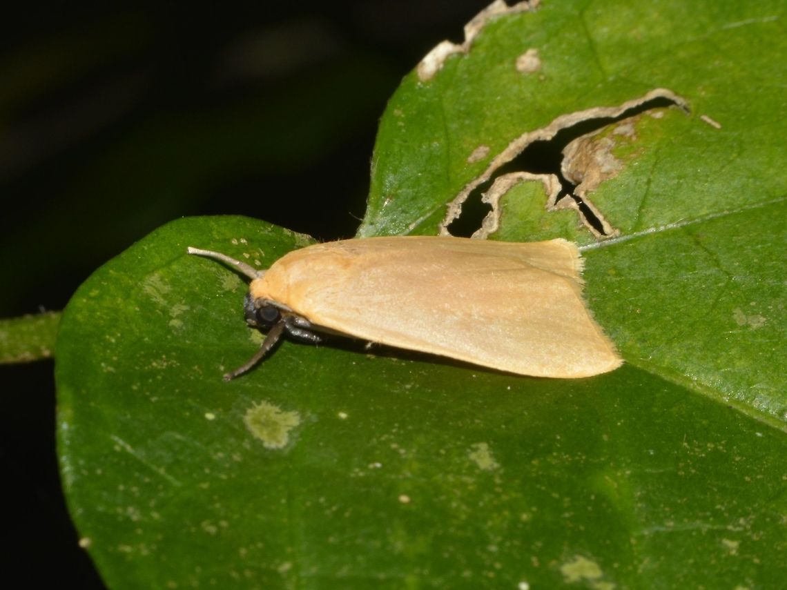Artiid Moth - Nishada chilomorpha  Artiid Moth,Geotagged,Moth,Nishada chilomorpha,Pagudpud,Philippines,Spring