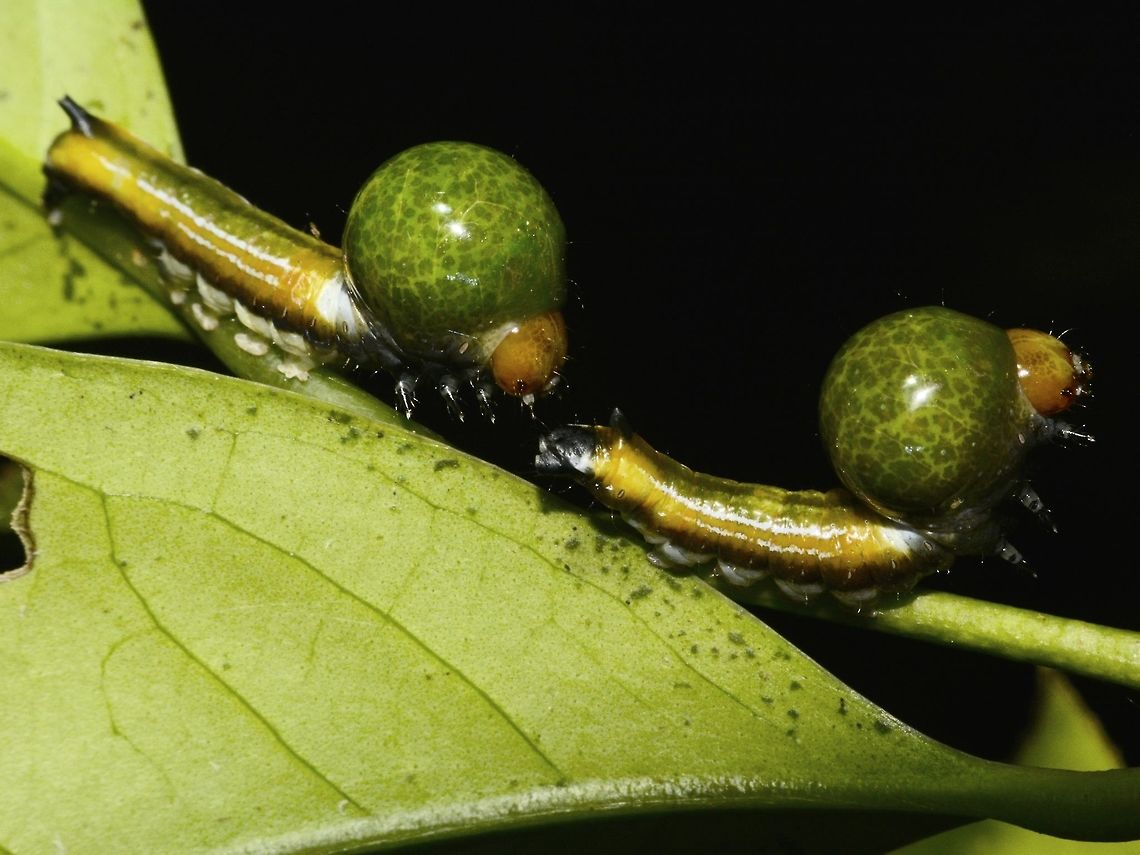 Nolid Moth Caterpillars Saw a few of this Nolid Moth Caterpillars on the same plant and all of them have the green bulk/ball behind its head.  <br />
<br />
 Caterpillar,Geotagged,Moth,Pagudpud,Philippines,Spring
